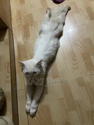 Persian Cat