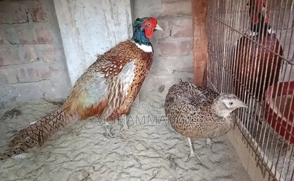 রিংনেক ফিজেন্ট রানিং জোড়া