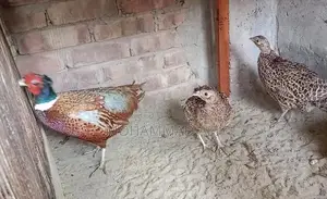 রিংনেক ফিজেন্ট রানিং জোড়া