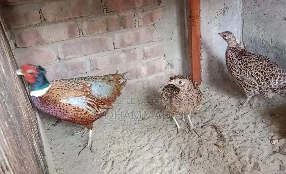 রিংনেক ফিজেন্ট রানিং জোড়া