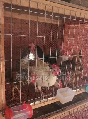 দেশি মোরগ
