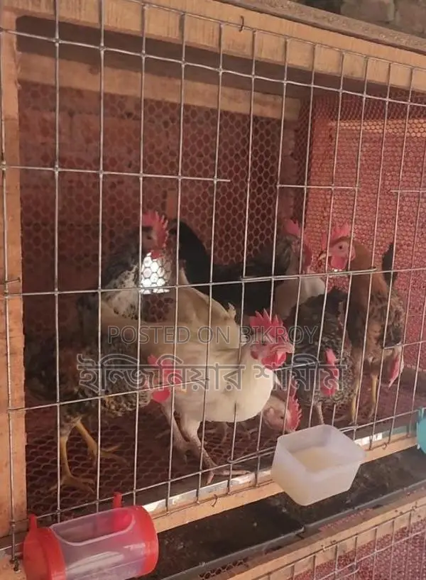 দেশি মোরগ