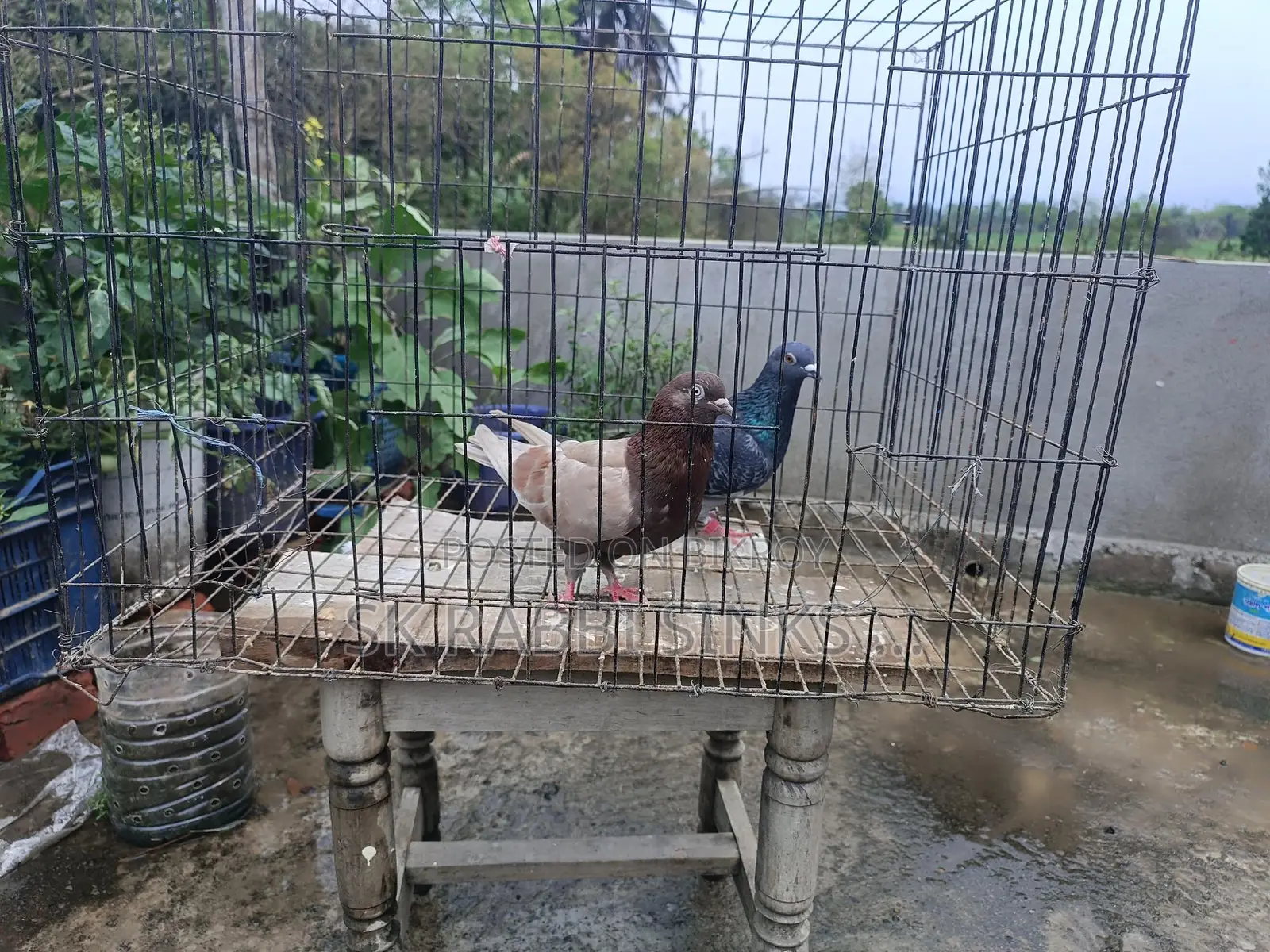 রানিং জোড়া কবুতর