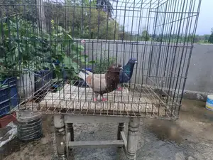 রানিং জোড়া কবুতর