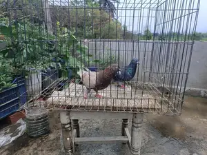 রানিং জোড়া কবুতর
