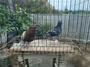 রানিং জোড়া কবুতর
