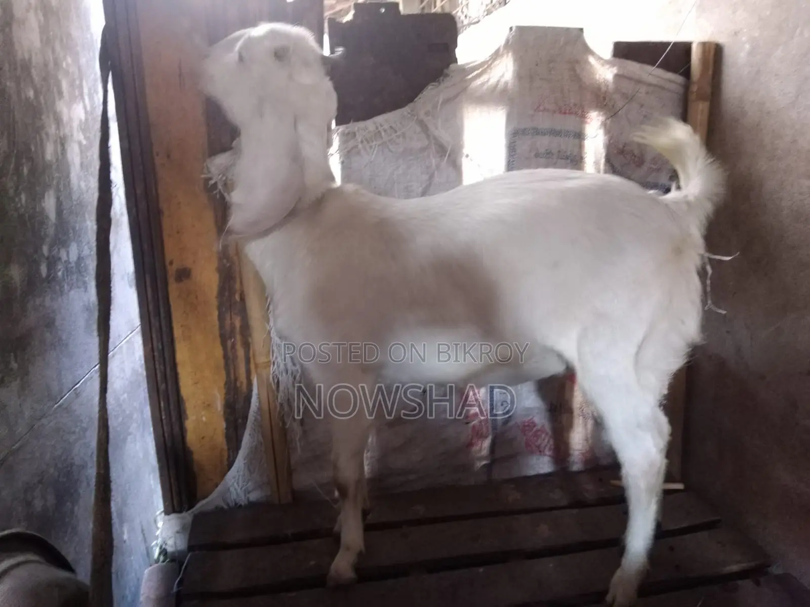ভাল জাতের মেয়ে ছাগল বিক্রি করা হবে নিউ এডাল্ট