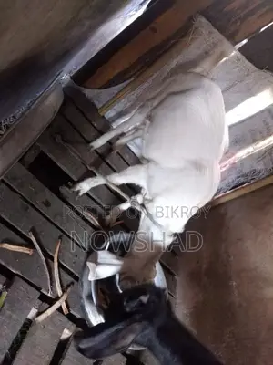 Good Breed Female Goat For Sale (New Adult)