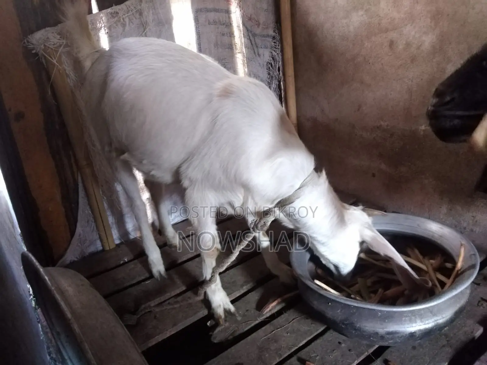 ভাল জাতের মেয়ে ছাগল বিক্রি করা হবে নিউ এডাল্ট