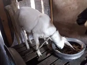ভাল জাতের মেয়ে ছাগল বিক্রি করা হবে নিউ এডাল্ট