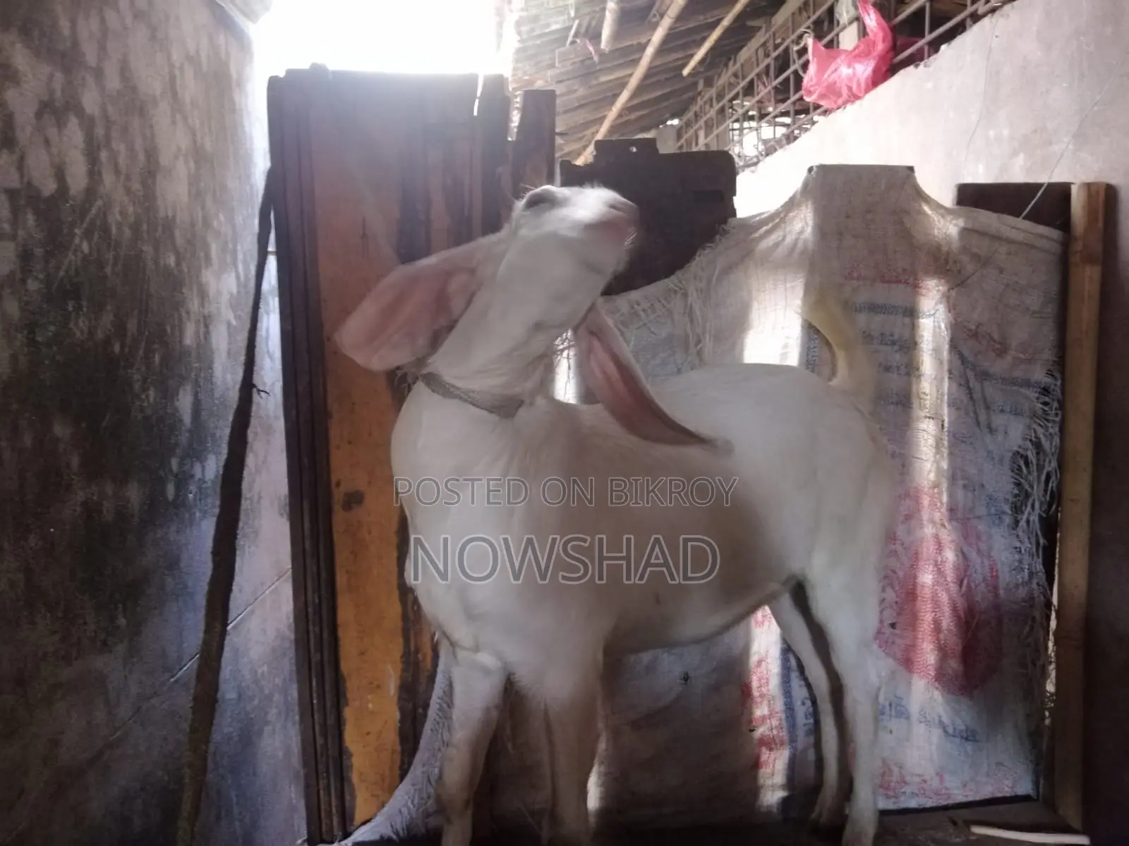ভাল জাতের মেয়ে ছাগল বিক্রি করা হবে নিউ এডাল্ট