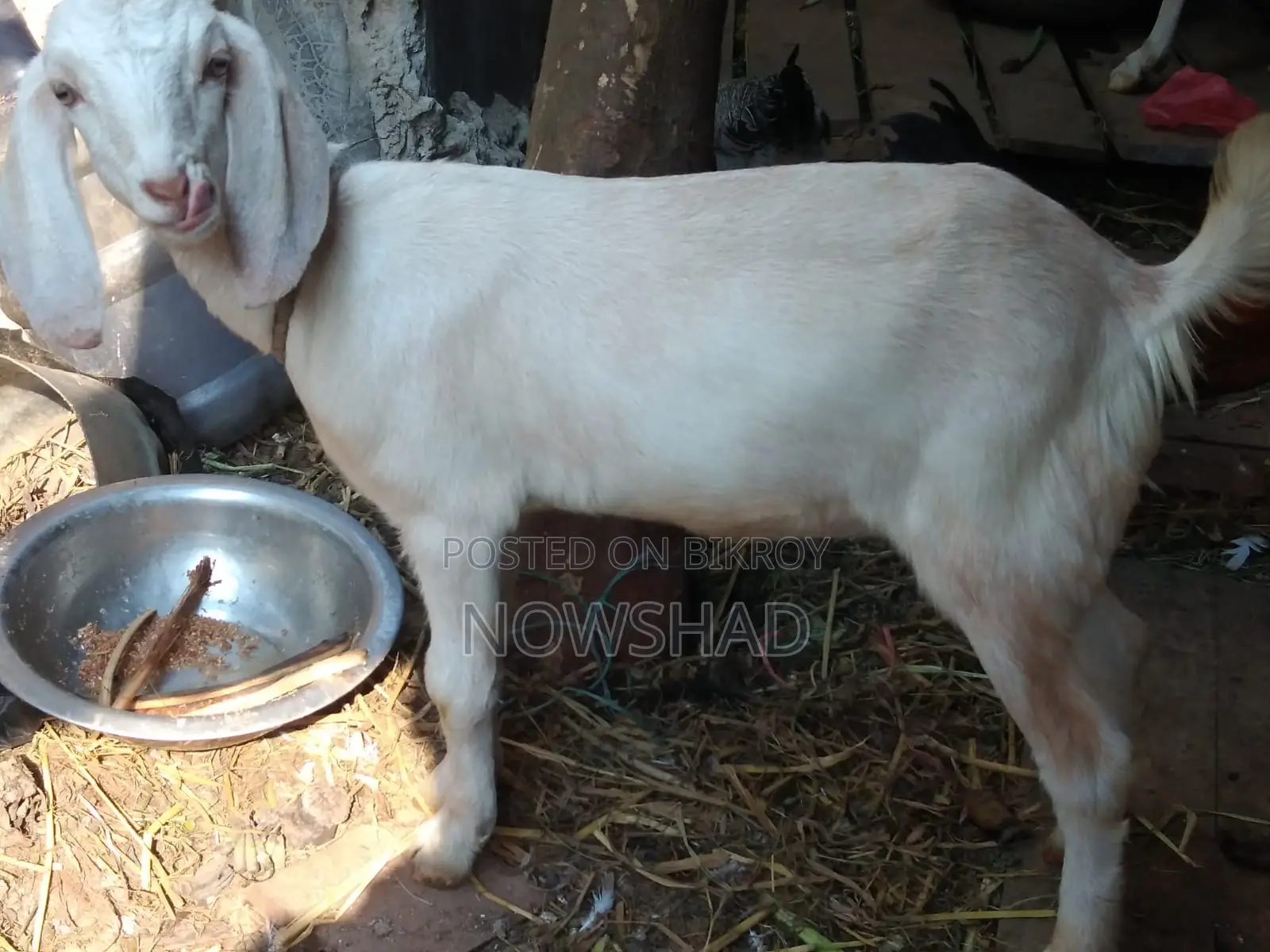ভাল জাতের মেয়ে ছাগল বিক্রি করা হবে নিউ এডাল্ট
