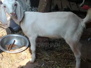ভাল জাতের মেয়ে ছাগল বিক্রি করা হবে নিউ এডাল্ট