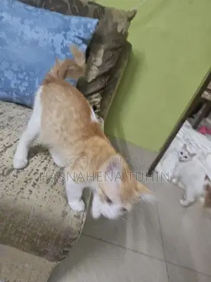 Mix Zinger Male Cat