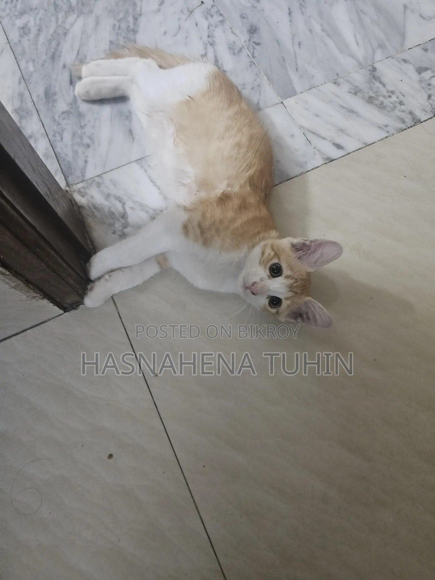 Mix Zinger Male Cat