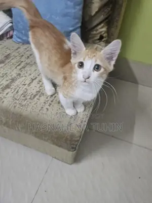 Mix Zinger Male Cat