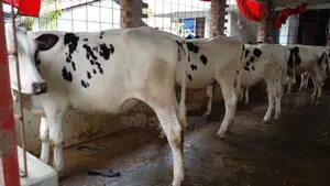 ১১৬৮ নং বাছাই কৃত ৫ টি বকনা বাছুর পোষার জন্য ভালো হবে।