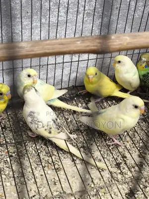 Budgerigar Birds