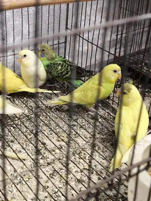 Budgerigar Birds