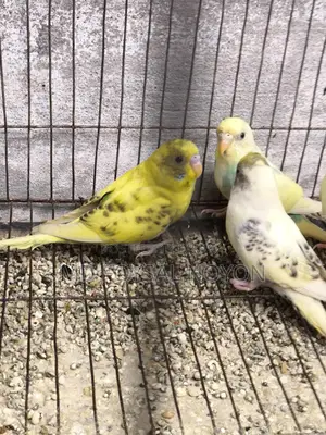 Budgerigar Birds