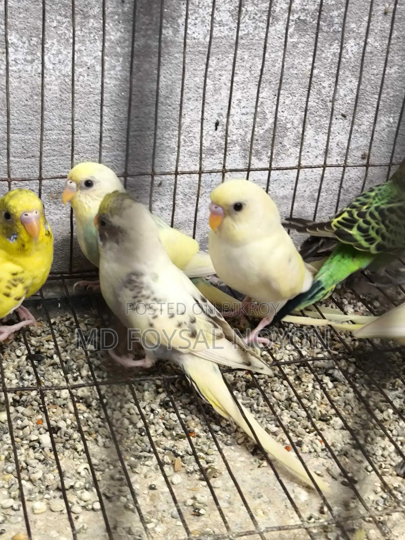 Budgerigar Birds