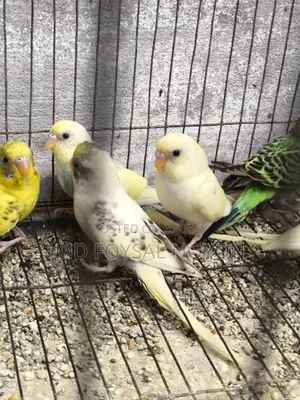 Budgerigar Birds