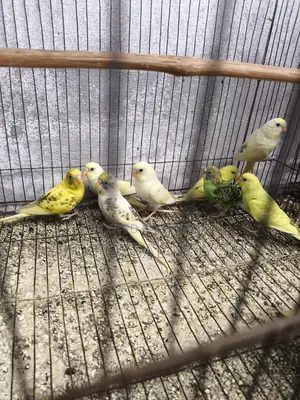 Budgerigar Birds