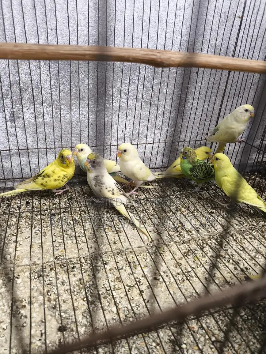 Budgerigar Birds