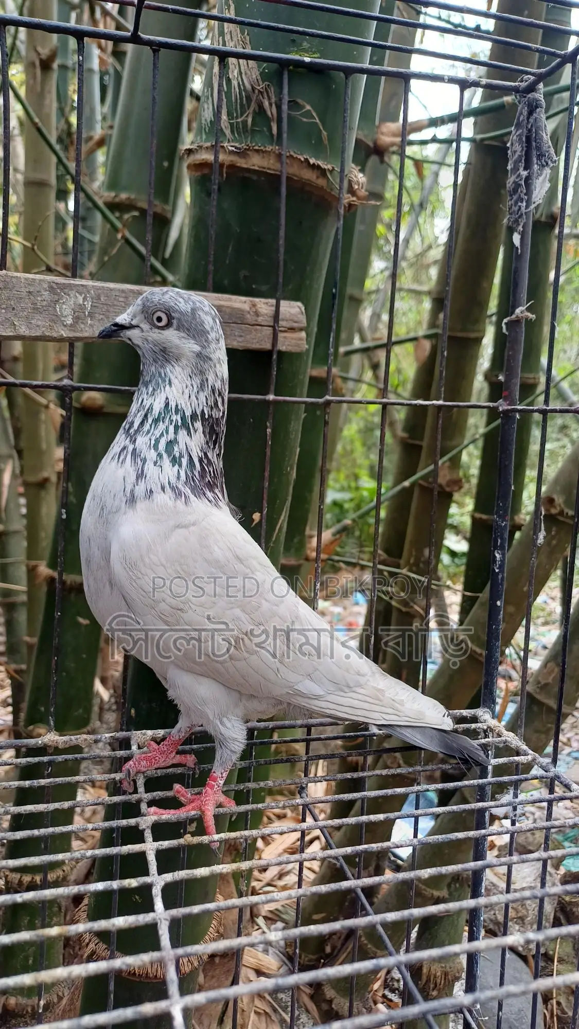 High-Flying Giribaz Male Pigeon