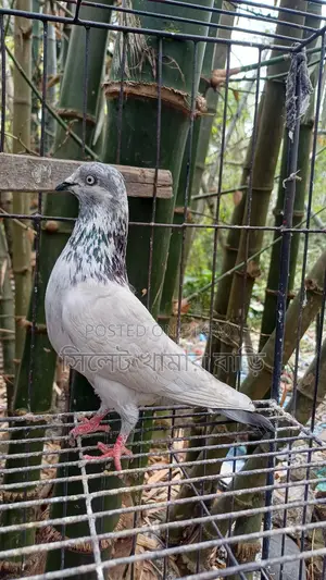 High-Flying Giribaz Male Pigeon