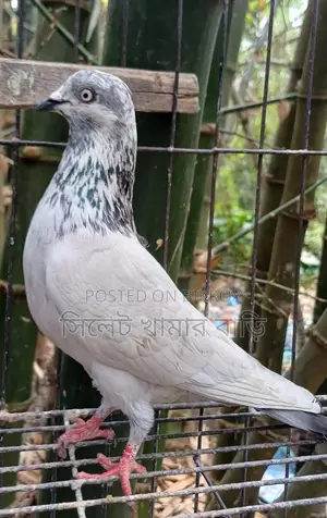 High-Flying Giribaz Male Pigeon
