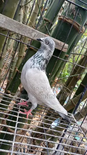 High-Flying Giribaz Male Pigeon