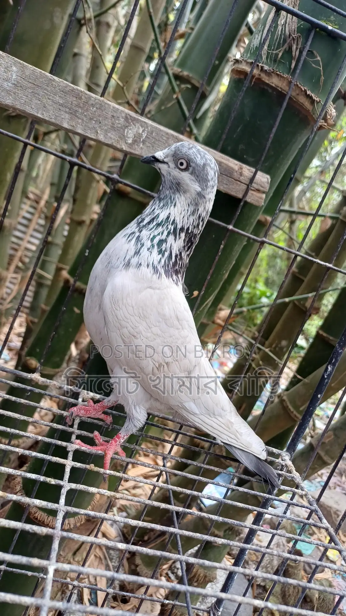 High-Flying Giribaz Male Pigeon