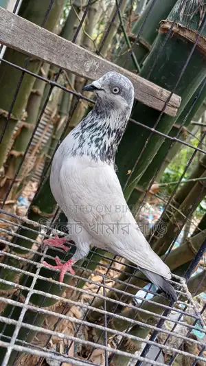 High-Flying Giribaz Male Pigeon