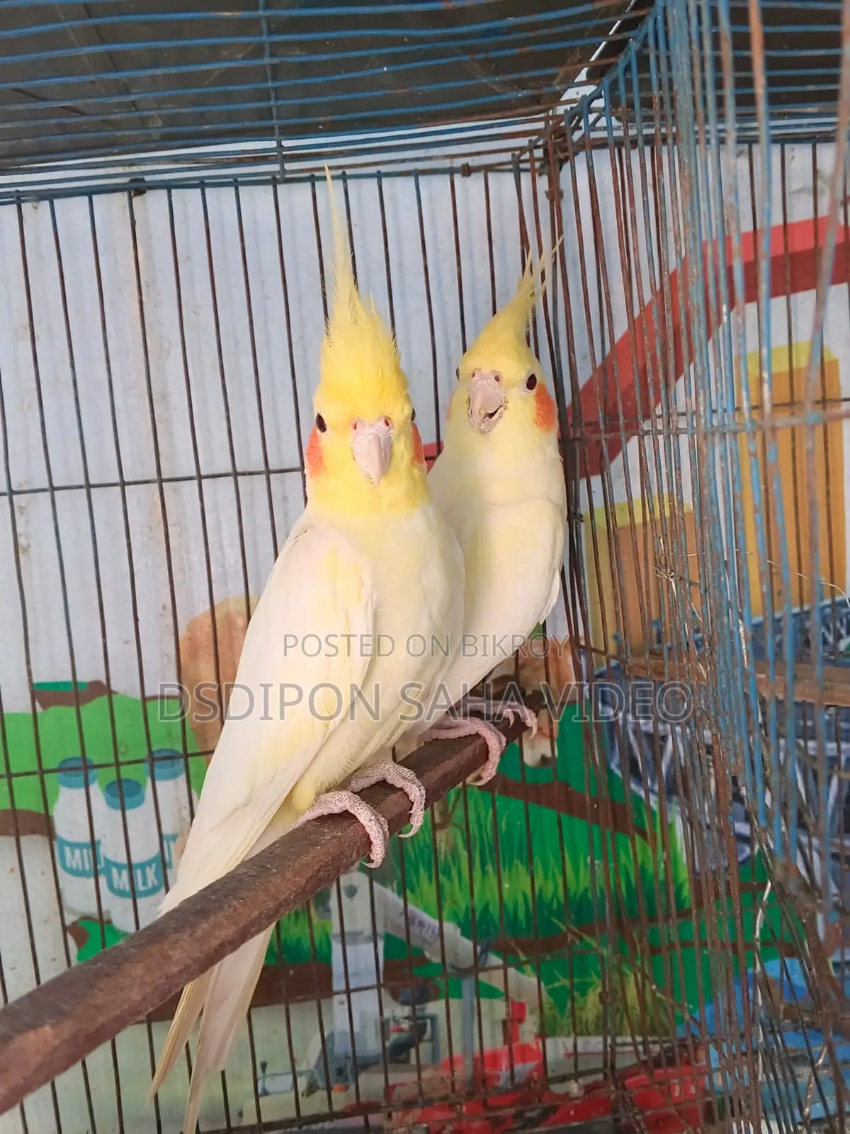 Lutino Cockatiel