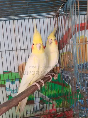 Lutino Cockatiel