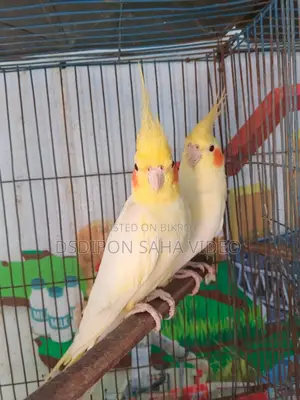 Lutino Cockatiel