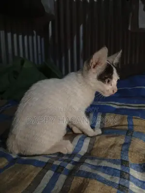 Baby Cat