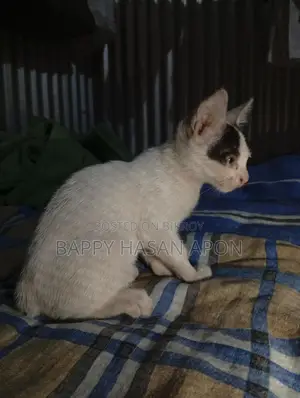 Baby Cat