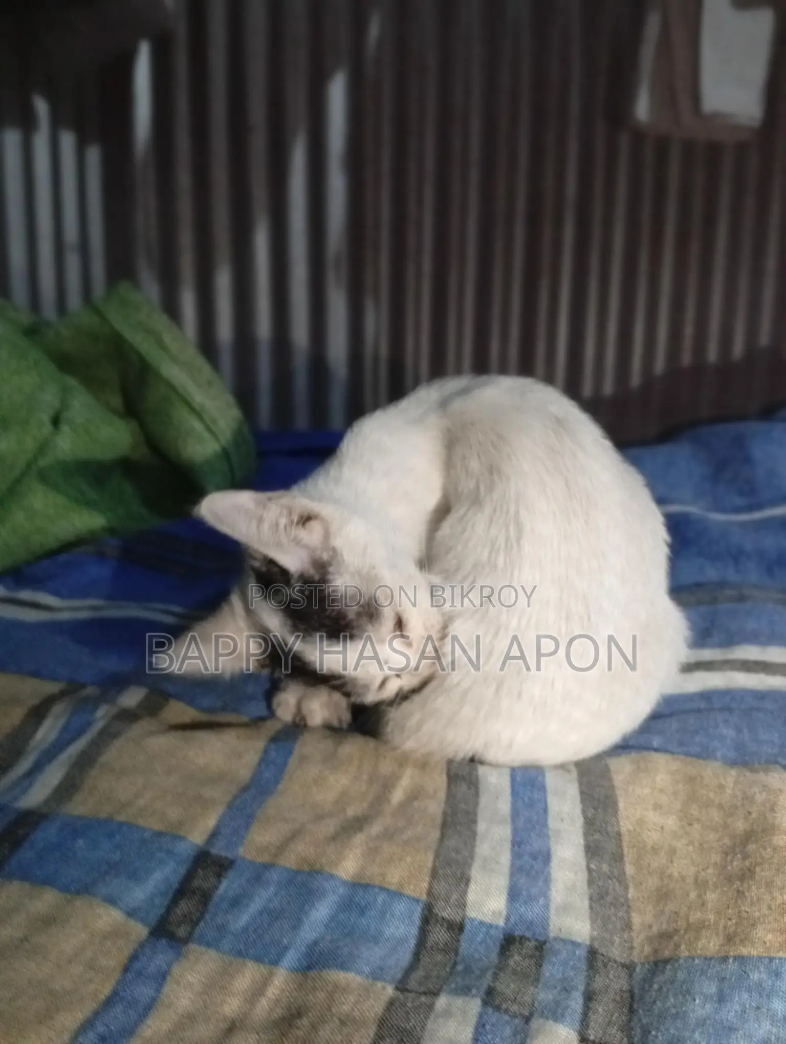 Baby Cat