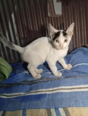 Baby Cat
