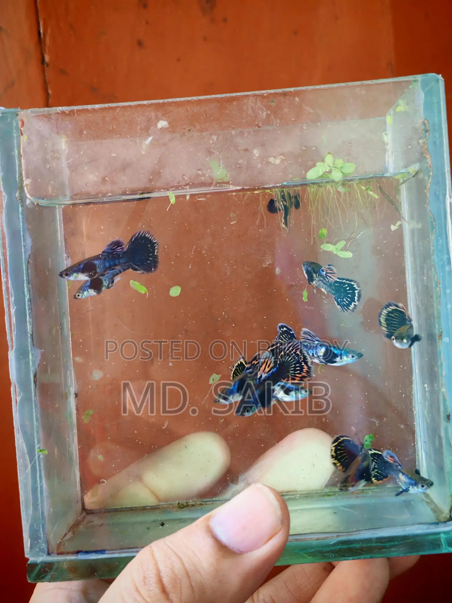 Dumbo Mosaic Guppy 50 Days Age.