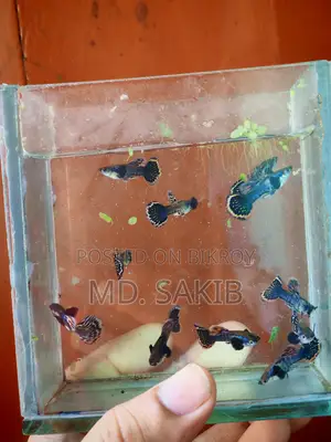 Dumbo Mosaic Guppy 50 Days Age.