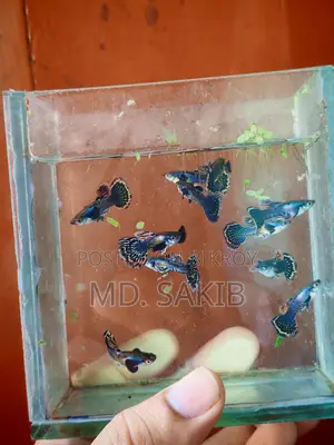 Dumbo Mosaic Guppy 50 Days Age.