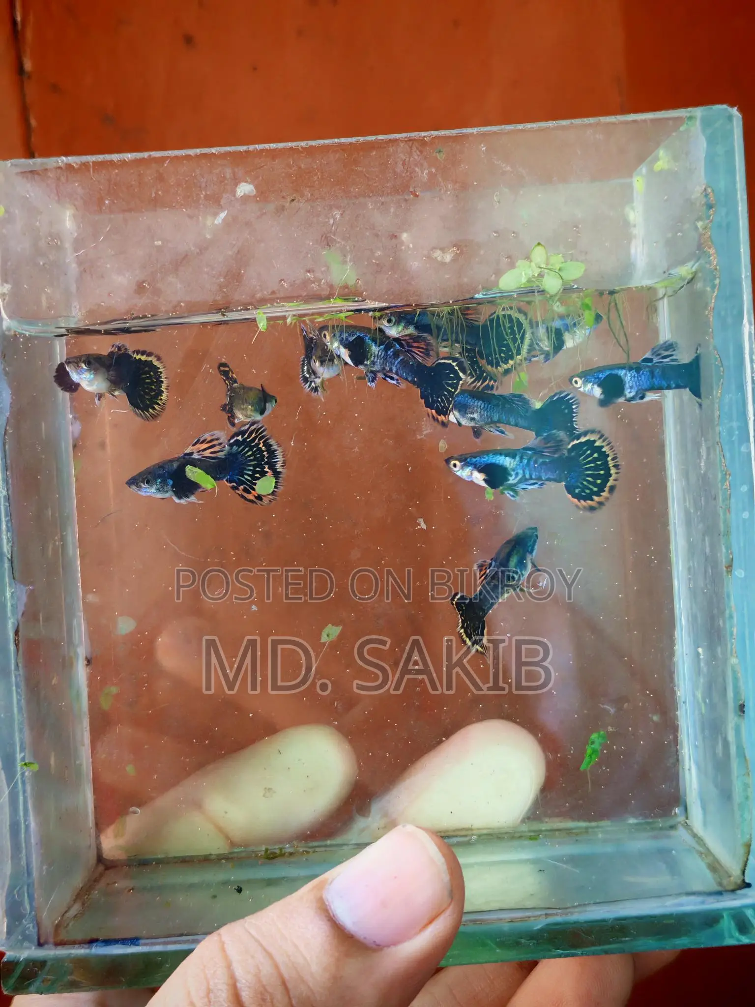 Dumbo Mosaic Guppy 50 Days Age.