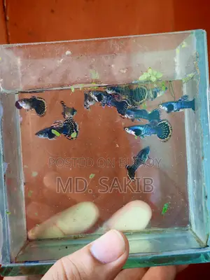 Dumbo Mosaic Guppy 50 Days Age.