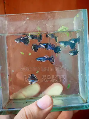 Dumbo Mosaic Guppy 50 Days Age.