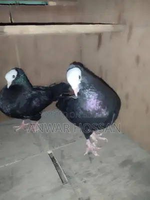 Pigeons