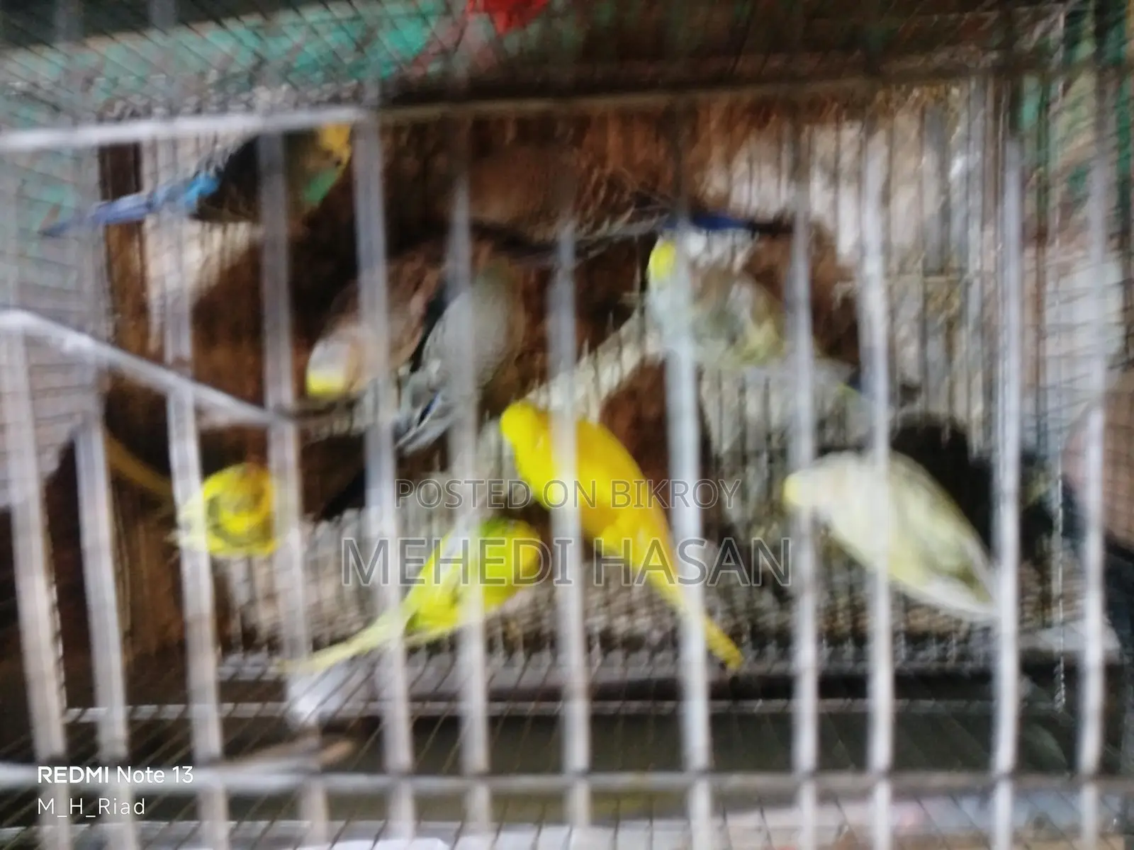 Adult Budgie Birds