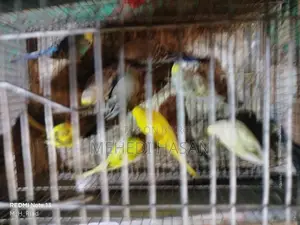 Adult Budgie Birds